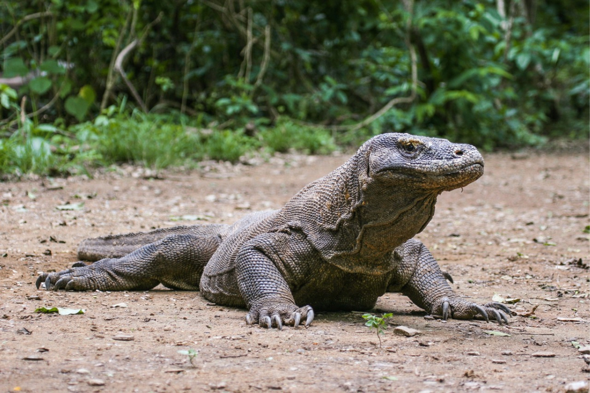 Komodo National Park